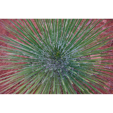 Narrow Leaf Agave White Modern Wood Framed Art Print by Fitzharris, Tim