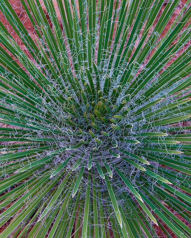 Narrow Leaf Agave  White Modern Wood Framed Art Print with Double Matting by Fitzharris, Tim