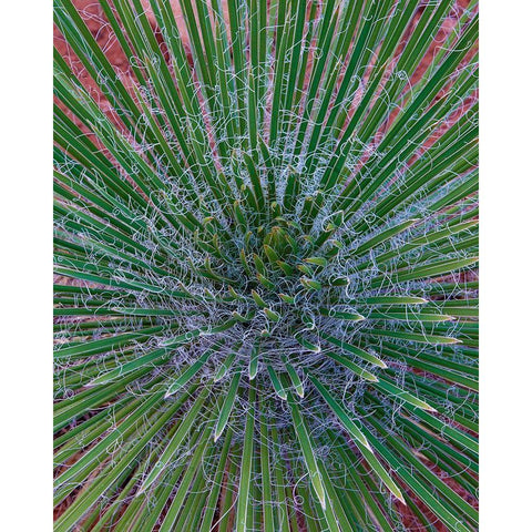 Narrow Leaf Agave  Black Modern Wood Framed Art Print by Fitzharris, Tim