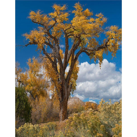 Chamisas and Cottonwood Trees White Modern Wood Framed Art Print by Fitzharris, Tim