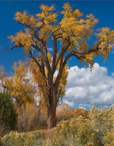 Chamisas and Cottonwood Trees White Modern Wood Framed Art Print with Double Matting by Fitzharris, Tim