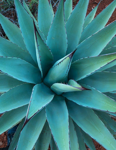 Agave White Modern Wood Framed Art Print with Double Matting by Fitzharris, Tim