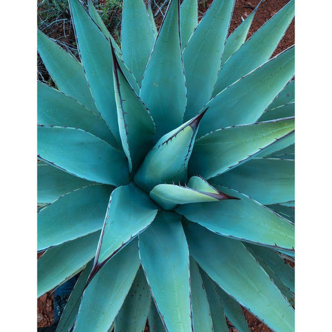Agave Black Modern Wood Framed Art Print with Double Matting by Fitzharris, Tim