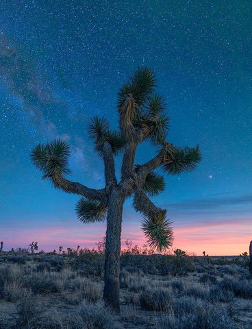 Milky Way at Joshua Tree National Park White Modern Wood Framed Art Print with Double Matting by Fitzharris, Tim