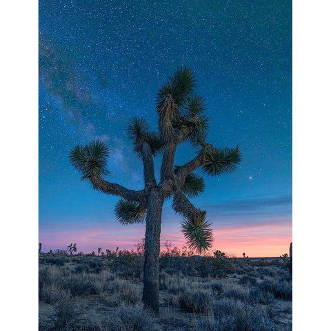 Milky Way at Joshua Tree National Park Black Modern Wood Framed Art Print with Double Matting by Fitzharris, Tim