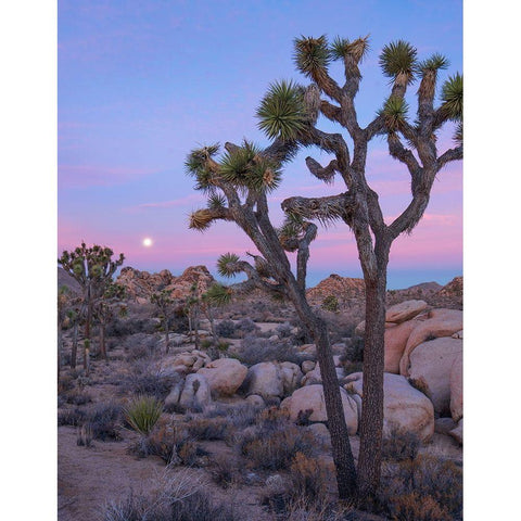 Joshua Tree at Joshua Tree National Park Black Modern Wood Framed Art Print with Double Matting by Fitzharris, Tim