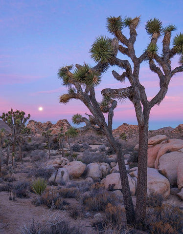 Joshua Tree at Joshua Tree National Park White Modern Wood Framed Art Print with Double Matting by Fitzharris, Tim