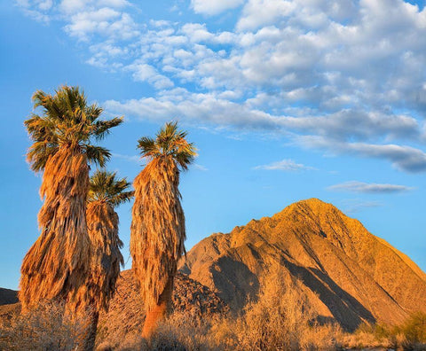 California Fan Palms Black Ornate Wood Framed Art Print with Double Matting by Fitzharris, Tim