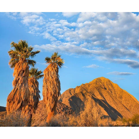 California Fan Palms White Modern Wood Framed Art Print by Fitzharris, Tim