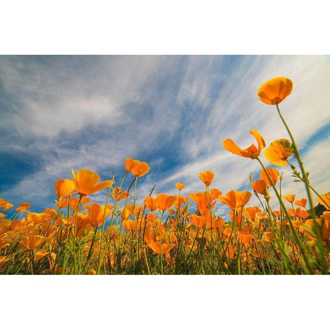 California Poppies near Lake Elsinor White Modern Wood Framed Art Print by Fitzharris, Tim