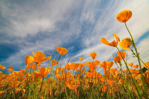 California Poppies near Lake Elsinor White Modern Wood Framed Art Print with Double Matting by Fitzharris, Tim