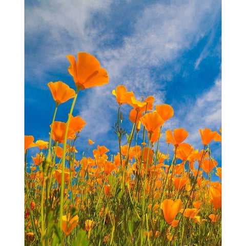 California Poppies near Lake Elsinor Black Modern Wood Framed Art Print with Double Matting by Fitzharris, Tim