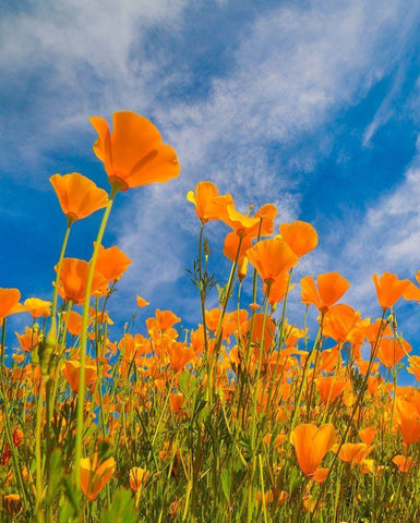 California Poppies near Lake Elsinor White Modern Wood Framed Art Print with Double Matting by Fitzharris, Tim