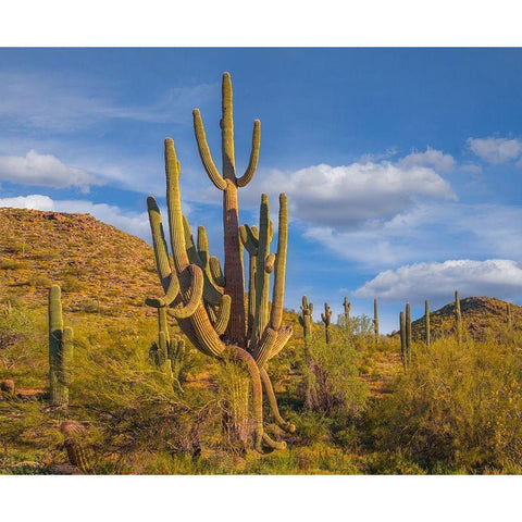 Big Saguaro Cactus Gold Ornate Wood Framed Art Print with Double Matting by Fitzharris, Tim