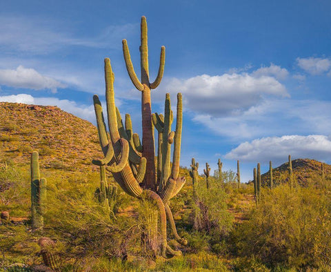 Big Saguaro Cactus White Modern Wood Framed Art Print with Double Matting by Fitzharris, Tim