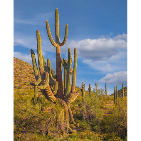 Big Saguaro Cactus Gold Ornate Wood Framed Art Print with Double Matting by Fitzharris, Tim