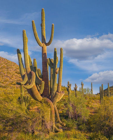 Big Saguaro Cactus White Modern Wood Framed Art Print with Double Matting by Fitzharris, Tim