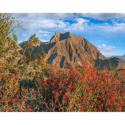 Chuparosa and Indian Head Mountain Black Modern Wood Framed Art Print with Double Matting by Fitzharris, Tim