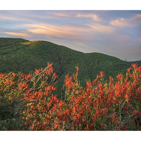 Chuparosa-Anza Borrego Desert State Park-California-USA Black Modern Wood Framed Art Print with Double Matting by Fitzharris, Tim