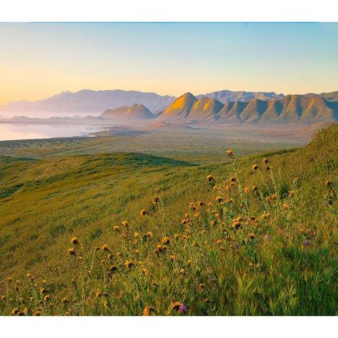 Sunrise at Soda Lake Gold Ornate Wood Framed Art Print with Double Matting by Fitzharris, Tim