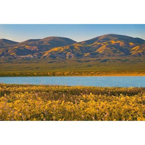 Yellow Daisies and Tremblor Range Black Modern Wood Framed Art Print with Double Matting by Fitzharris, Tim