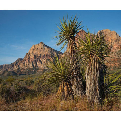 Mohave Yucca at Red Rock Canyon Black Modern Wood Framed Art Print with Double Matting by Fitzharris, Tim