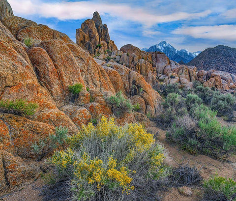 Spring Bloom at Alabama Hills Black Ornate Wood Framed Art Print with Double Matting by Fitzharris, Tim