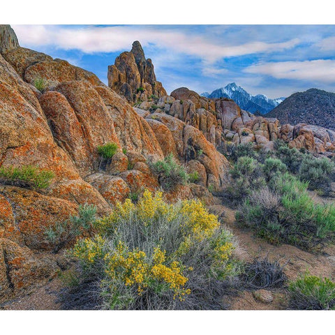 Spring Bloom at Alabama Hills Black Modern Wood Framed Art Print with Double Matting by Fitzharris, Tim