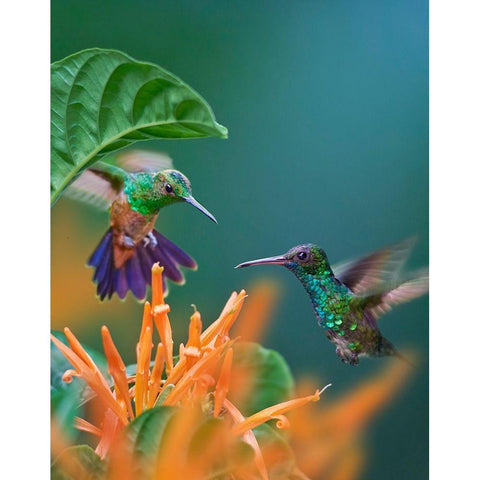 Blue Chinned Sapphire and Copper-Rumped Hummingbirds Black Modern Wood Framed Art Print by Fitzharris, Tim