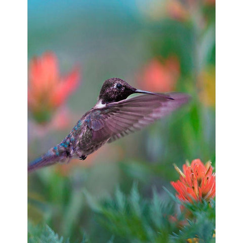 Black Chinned Hummingbird with Indian Paintbrush White Modern Wood Framed Art Print by Fitzharris, Tim