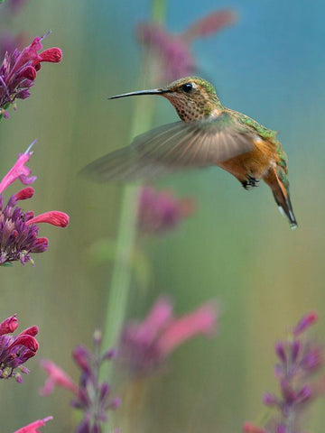 Broad Tailed Hummingbirds White Modern Wood Framed Art Print with Double Matting by Fitzharris, Tim