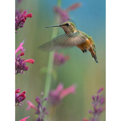 Broad Tailed Hummingbirds Gold Ornate Wood Framed Art Print with Double Matting by Fitzharris, Tim