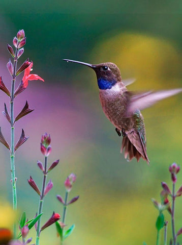 Black Chinned Hummingbird Black Ornate Wood Framed Art Print with Double Matting by Fitzharris, Tim