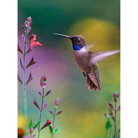 Black Chinned Hummingbird Black Modern Wood Framed Art Print with Double Matting by Fitzharris, Tim