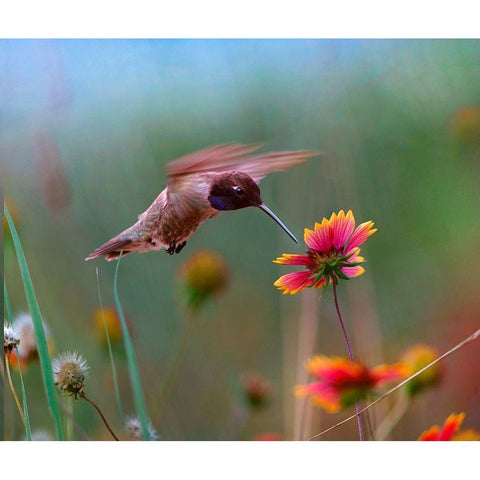 Black Chinned Hummingbird Black Modern Wood Framed Art Print with Double Matting by Fitzharris, Tim