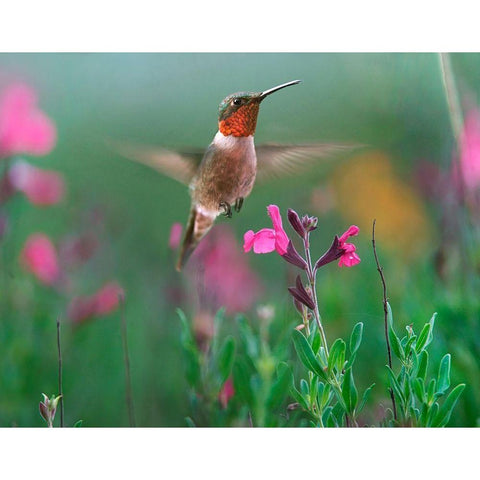 Ruby Throated Hummingbird White Modern Wood Framed Art Print by Fitzharris, Tim