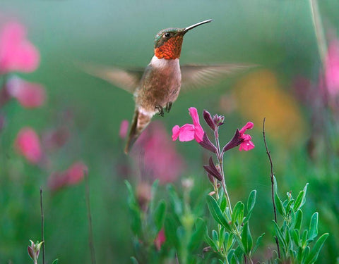 Ruby Throated Hummingbird White Modern Wood Framed Art Print with Double Matting by Fitzharris, Tim