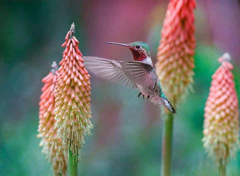 Broad Tailed Hummingbird at Red Hot Poker Black Ornate Wood Framed Art Print with Double Matting by Fitzharris, Tim