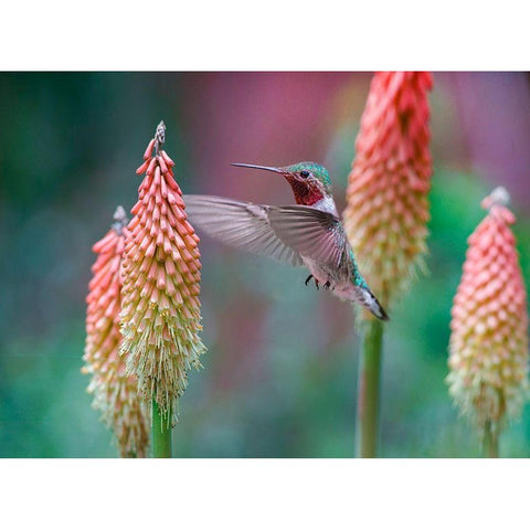 Broad Tailed Hummingbird at Red Hot Poker White Modern Wood Framed Art Print by Fitzharris, Tim