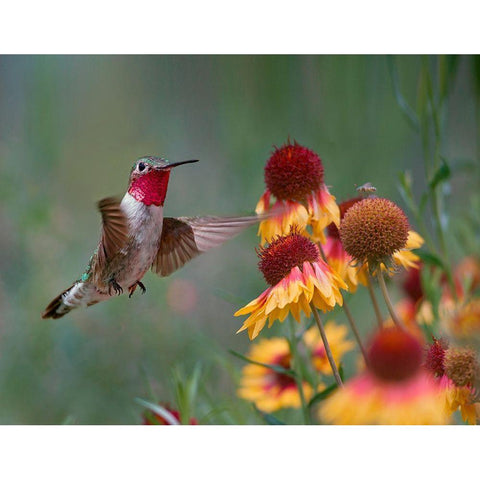 Broad Tailed Hummingbird Gold Ornate Wood Framed Art Print with Double Matting by Fitzharris, Tim