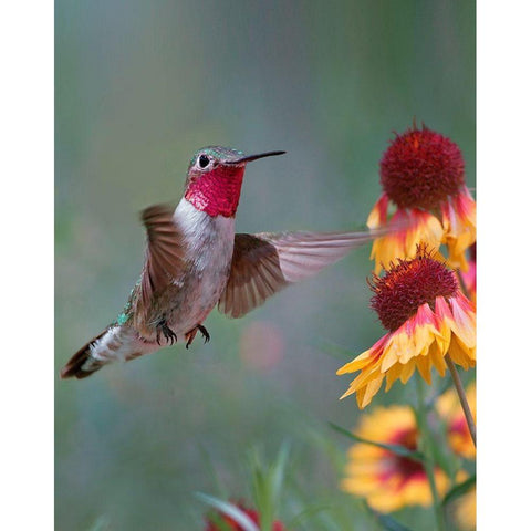 Broad Tailed Hummingbird Gold Ornate Wood Framed Art Print with Double Matting by Fitzharris, Tim