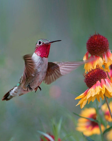 Broad Tailed Hummingbird White Modern Wood Framed Art Print with Double Matting by Fitzharris, Tim