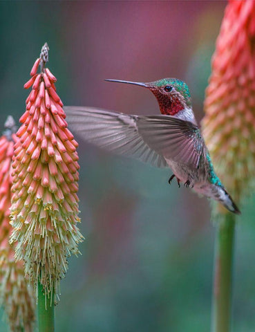 Broad Tailed Hummingbird Black Ornate Wood Framed Art Print with Double Matting by Fitzharris, Tim