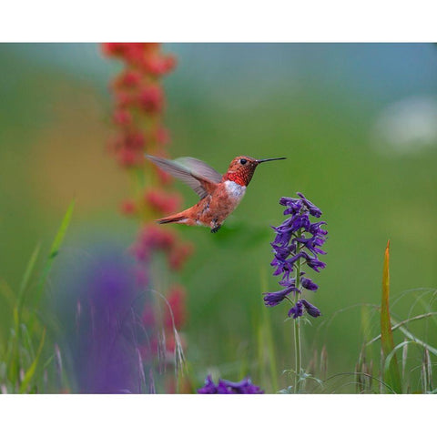 Rufous Hummingbird Gold Ornate Wood Framed Art Print with Double Matting by Fitzharris, Tim