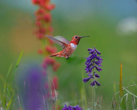 Rufous Hummingbird White Modern Wood Framed Art Print with Double Matting by Fitzharris, Tim