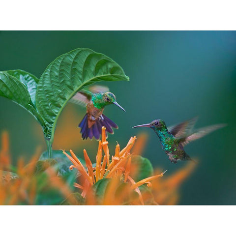 Blue Chinned Sapphire and Copper-Rumped Hummingbirds Gold Ornate Wood Framed Art Print with Double Matting by Fitzharris, Tim