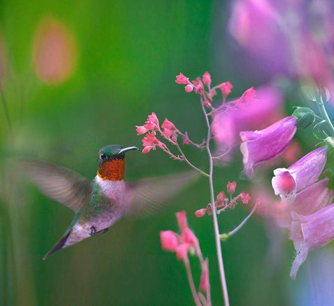 Ruby Throated Hummingbird White Modern Wood Framed Art Print with Double Matting by Fitzharris, Tim