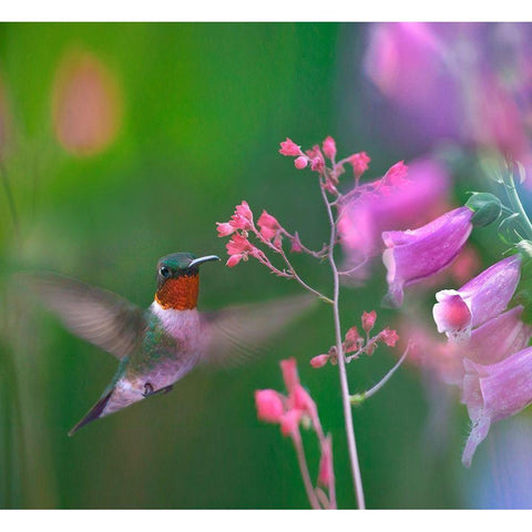 Ruby Throated Hummingbird Gold Ornate Wood Framed Art Print with Double Matting by Fitzharris, Tim