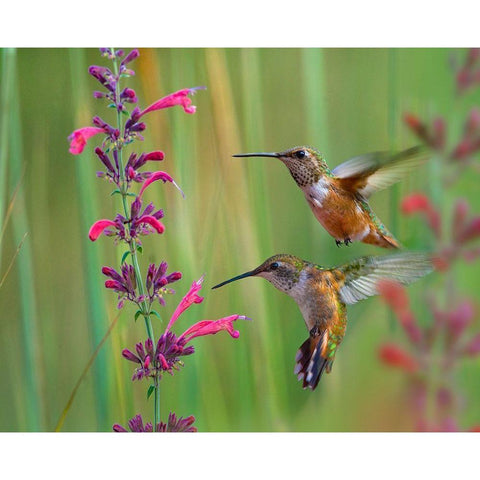 Broad Tailed Hummingbirds Black Modern Wood Framed Art Print with Double Matting by Fitzharris, Tim