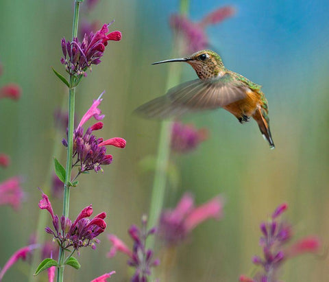 Broad Tailed Hummingbirds White Modern Wood Framed Art Print with Double Matting by Fitzharris, Tim